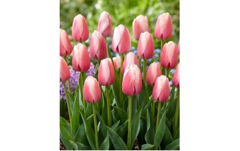 TULIPS DARWIN HYBRID OLLIOULES 