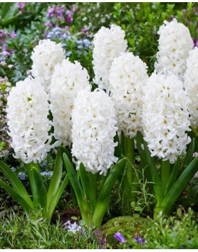 HYACINTHUS BEDDING CARNEGIE - ΖΟΥΜΠΟΥΛΙΑ 