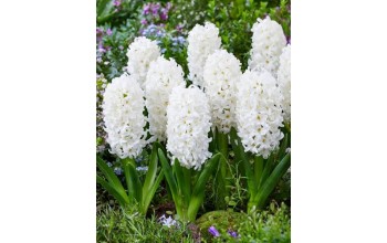 HYACINTHUS BEDDING CARNEGIE - ΖΟΥΜΠΟΥΛΙΑ 