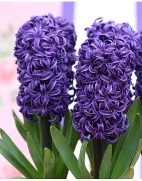 HYACINTHUS BEDDING PETER STUYVESANT - ΖΟΥΜΠΟΥΛΙΑ 