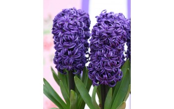 HYACINTHUS BEDDING PETER STUYVESANT - ΖΟΥΜΠΟΥΛΙΑ 