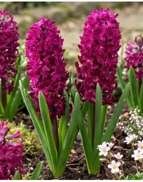 HYACINTHUS BEDDING WOODSTOCK - ΖΟΥΜΠΟΥΛΙΑ