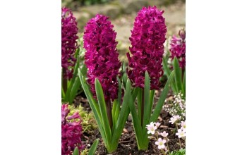 HYACINTHUS BEDDING WOODSTOCK - ΖΟΥΜΠΟΥΛΙΑ