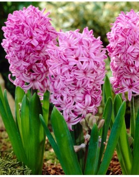 HYACINTHUS BEDDING AMETHYST - ΖΟΥΜΠΟΥΛΙΑ