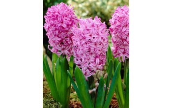 HYACINTHUS BEDDING AMETHYST - ΖΟΥΜΠΟΥΛΙΑ