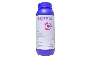 SEPTUM