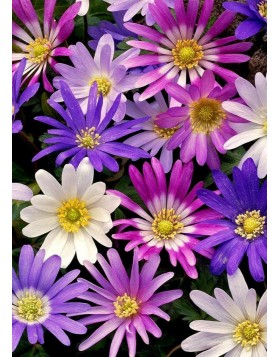 ANEMONE BLANDA MIXED - ΑΝΕΜΩΝΕΣ ΑΓΡΙΕΣ