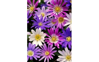 ANEMONE BLANDA MIXED - ΑΝΕΜΩΝΕΣ ΑΓΡΙΕΣ