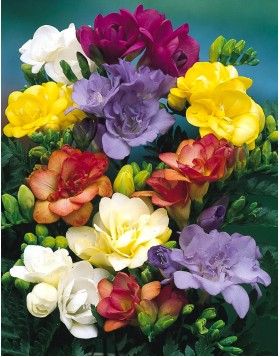 FREESIA DOUBLE MIXED - ΦΡΕΖΙΕΣ