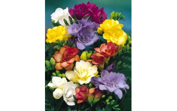 FREESIA DOUBLE MIXED - ΦΡΕΖΙΕΣ