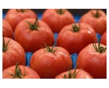 ΤΟΜΑΤΑ EBIA F1 1.000 ΣΠΟΡΟΙ 