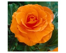 2 BEGONIA DOUBLE : Orange