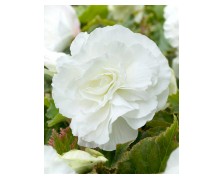 2 BEGONIA DOUBLE : White