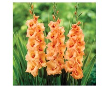 5 GLADIOLI GIANT FLOWERING : Peter Pears
