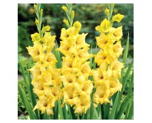 5 GLADIOLI GIANT FLOWERING : Nova Lux