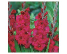 5 GLADIOLI GIANT FLOWERING : Plum Tart