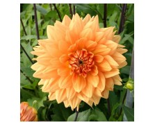 1 DAHLIA DECORATIVE : Glorie Van Noordwijk
