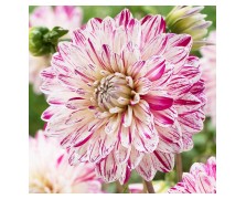 1 DAHLIA DECORATIVE : Smokey