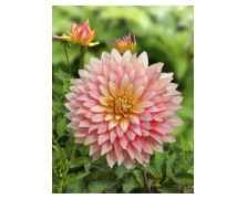 1 DAHLIA DECORATIVE : Extase