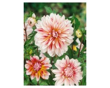 1 DAHLIA DECORATIVE : Caribbean Fantasy