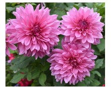 1 DAHLIA DECORATIVE : Rosella