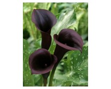 1 ZANTEDESCHIA : Calla Schwarzwalder