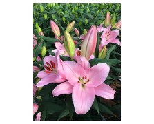 2 LILIUM LA HYBRID : Algarve