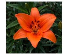 2 LILIUM ASIATIC : Brunello