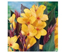 1 CANNA : Louis Cottin