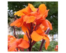 1 CANNA : Wyoming