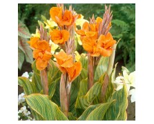 1 CANNA : Pretoria