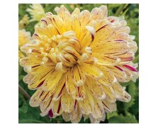 1 DAHLIA DECORATIVE : Cambridge