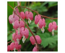 1 DICENTRA SPECTABILIS : Bleeding Hearts