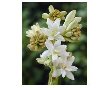 2 POLIANTHUS : Tuberosa