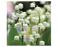 5 CONVALLARIA : Lily Of The Valley