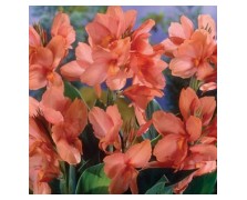 1 CANNA : Mrs. Oklahoma