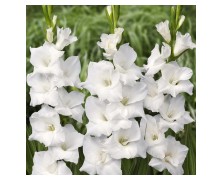 5 GLADIOLI GIANT FLOWERING : White Prosperity