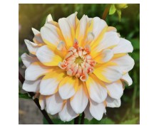1 DAHLIA DECORATIVE : Seattle