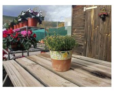 ΛΕΜΟΝΟΘΥΜΑΡΟ