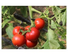 ΤΟΜΑΤΑ ELPIDA F1 1.000 ΣΠΟΡΟΙ