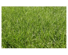 ΓΚΑΖΟΝ FESTUCA FINE LAWN 1 KG