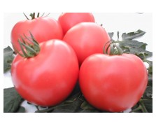 ΤΟΜΑΤΑ BELLADONA F1 1.000 ΣΠΟΡΟΙ