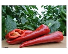 ΠΙΠΕΡΙΑ ODISEO F1 1.000 ΣΠΟΡΟΙ