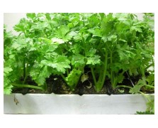 ΣΕΛΙΝΟ ΦΥΛΛΩΔΕΣ CUTTING 500G