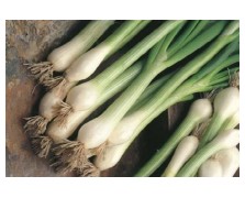 ΚΡΕΜΜΥΔΙ WHITE LISBON 500G-ORTIS