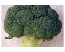 ΜΠΡΟΚΟΛΟ PARTHENON F1 