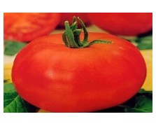 ΤΟΜΑΤΑ DALUGA F1 1.000 ΣΠΟΡΟΙ