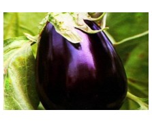 ΜΕΛΙΤΖΑΝΑ ΦΛΑΣΚΑ BONICA F1 -VILMORIN