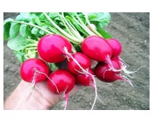 ΡΑΠΑΝΑΚΙ SHAHRI 250G