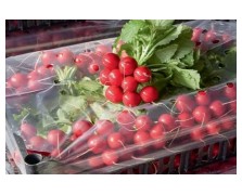 ΡΑΠΑΝΑΚΙ TINTO F1 100.000 ΣΠΟΡΟΙ